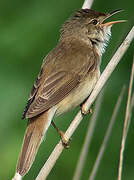 Common Reed Warbler