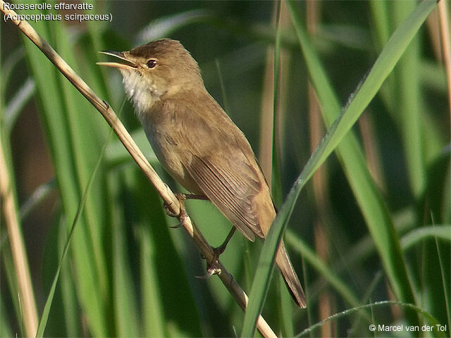 Common Reed Warbler