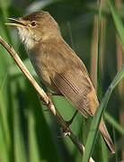 Eurasian Reed Warbler