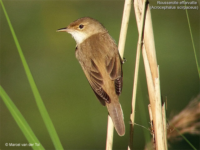 Common Reed Warbler