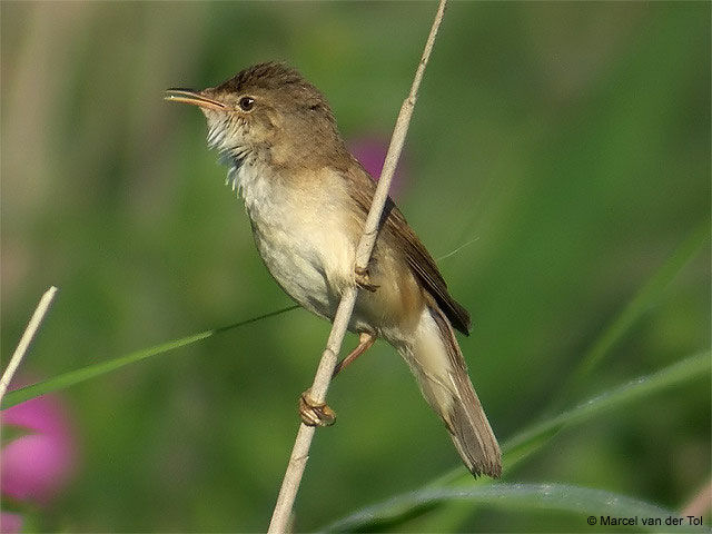 Eurasian Reed Warbler