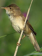 Eurasian Reed Warbler