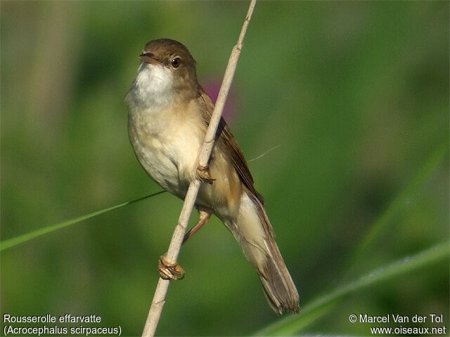 Eurasian Reed Warbler