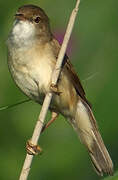 Eurasian Reed Warbler