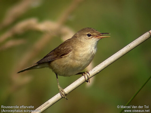 Eurasian Reed Warbler