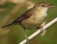 Common Reed Warbler