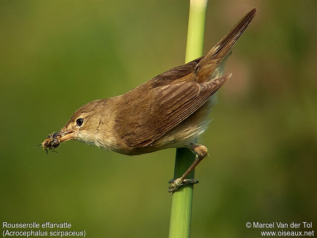 Common Reed Warbler