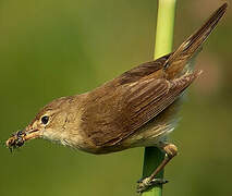 Common Reed Warbler