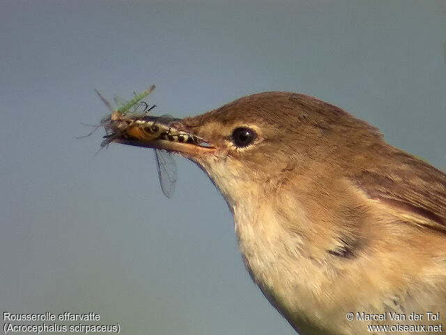 Eurasian Reed Warbler