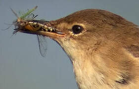 Eurasian Reed Warbler