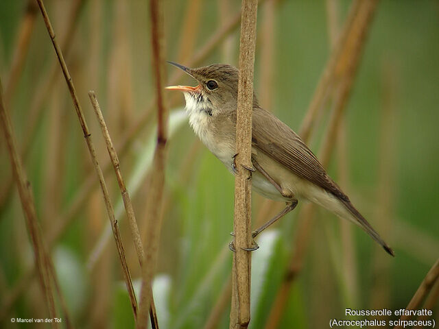 Common Reed Warbler