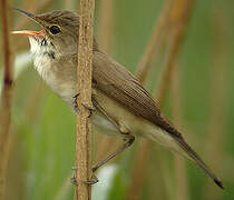 Eurasian Reed Warbler