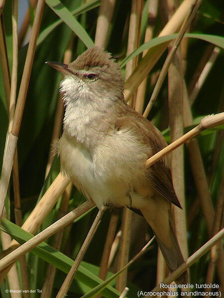 Great Reed Warbler