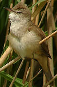 Great Reed Warbler