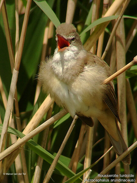 Great Reed Warbler