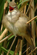 Great Reed Warbler