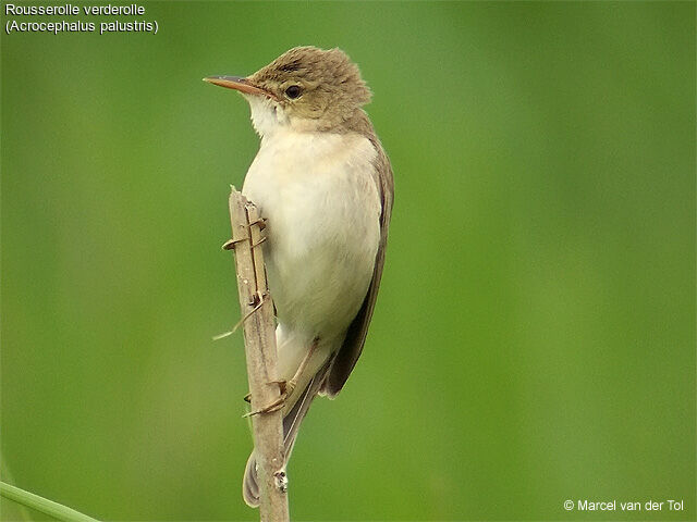 Marsh Warbler