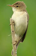 Marsh Warbler