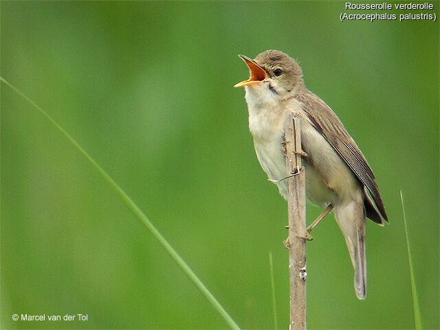 Marsh Warbler