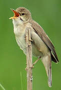 Marsh Warbler