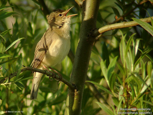 Marsh Warbler