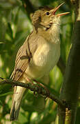 Marsh Warbler