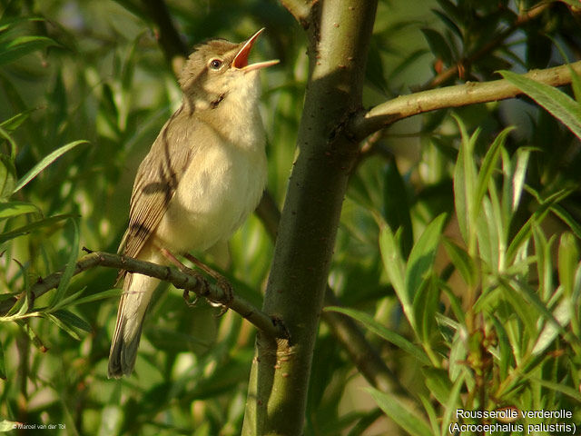 Marsh Warbler