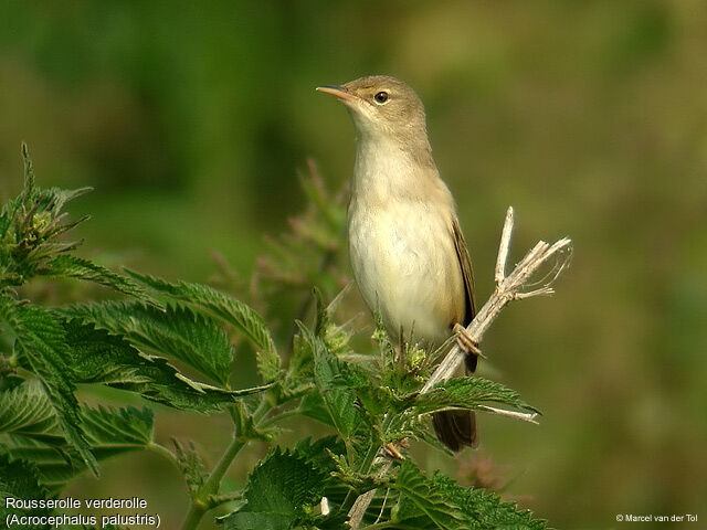 Marsh Warbler