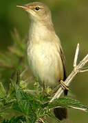 Marsh Warbler