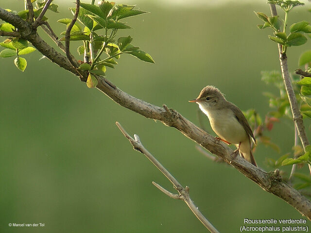 Marsh Warbler