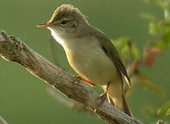 Marsh Warbler