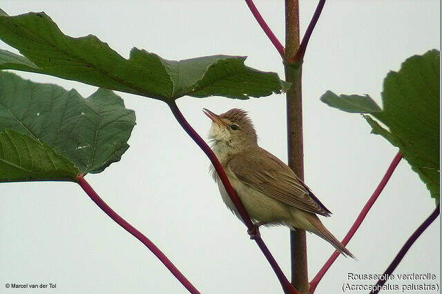 Marsh Warbler