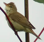 Marsh Warbler