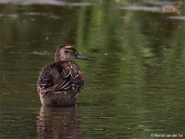 Garganey