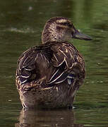 Garganey