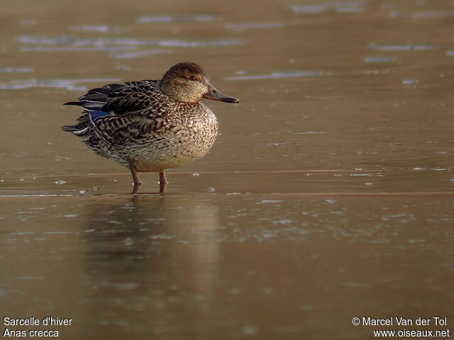 Eurasian Teal female adult