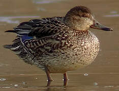 Eurasian Teal