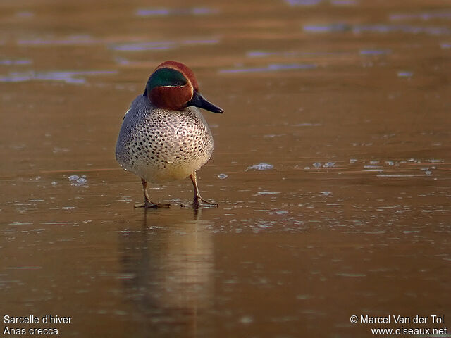 Eurasian Teal male adult