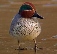 Eurasian Teal