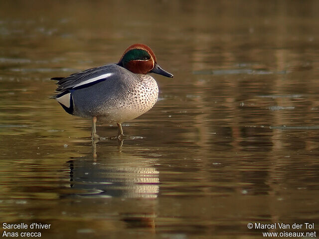 Eurasian Teal male