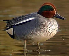 Eurasian Teal