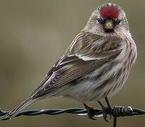 Common Redpoll