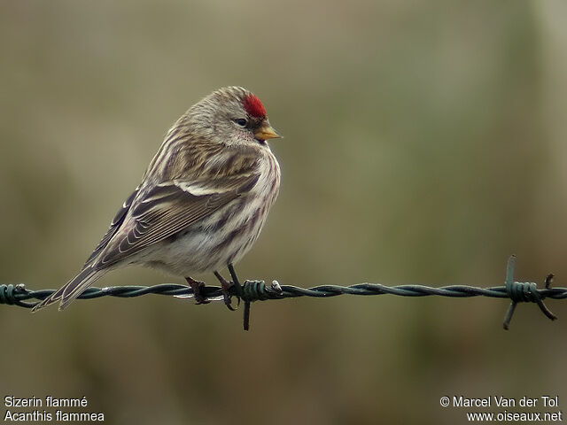 Common Redpoll male adult