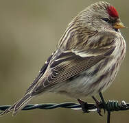 Common Redpoll