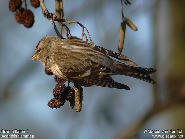 Common Redpoll