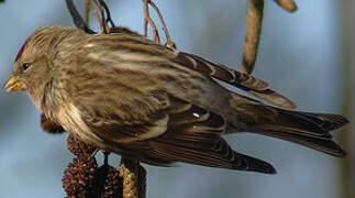 Common Redpoll