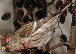 Common Redpoll