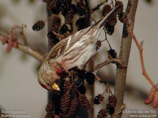 Common Redpoll