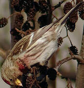 Common Redpoll