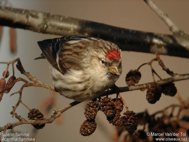 Common Redpoll